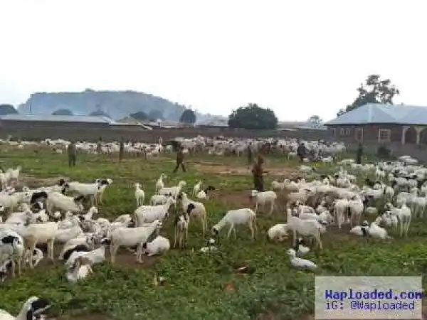 Photos: Troops Rescue 16 Hostages, Dislodges Boko Haram Terrorists In Ngoshe, Gava